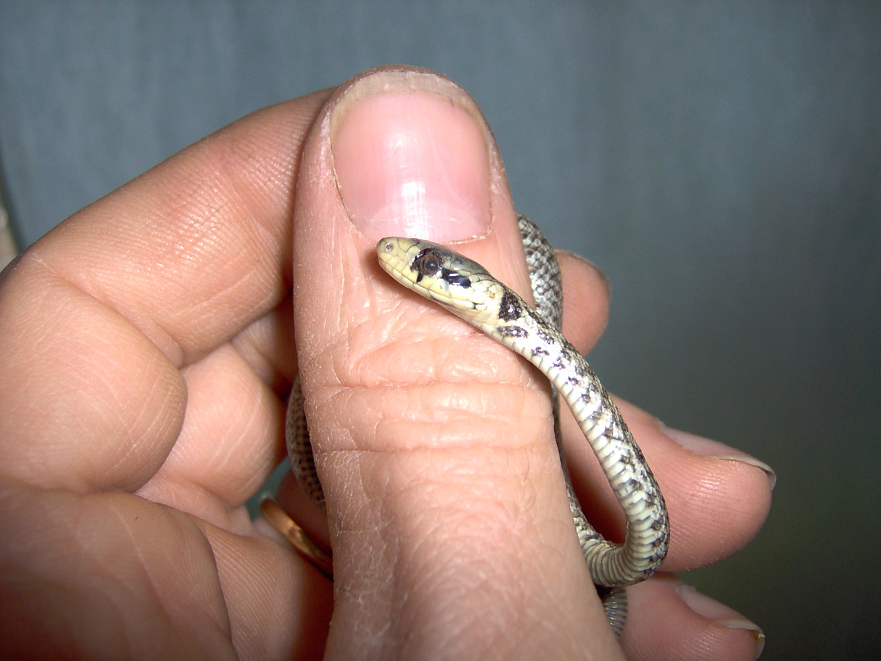 Colubro d''Esculapio  (Zamenis lineatus)